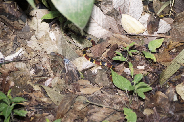 Coral Snake, Arenal