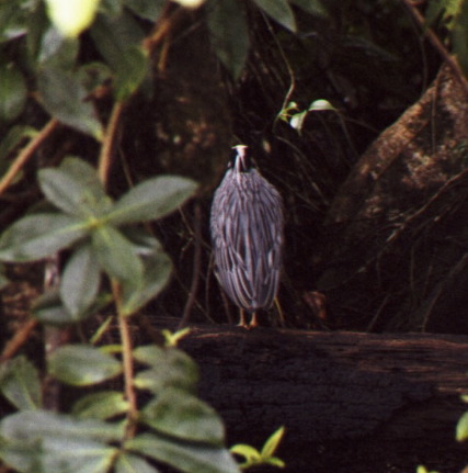 Yellow-crowned Night Heron, Tortuguero
