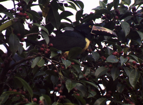 Collared Aracari, Arenal