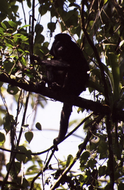 Howler Monkey, Arenal