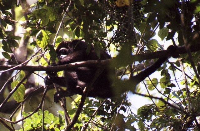 Howler Monkey, Arenal
