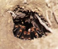Orange-kneed Tarantula, Monteverde