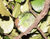 Sleeping Emerald Toucanet, Monteverde