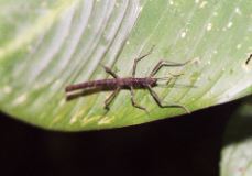 Walking Stick, Monteverde