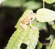 Rainfrog, Monteverde