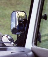 Great-tailed Grackle perturbed by his own reflection, Fonda Vela
