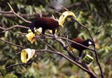 Montezuma Oropendolas, Arenal