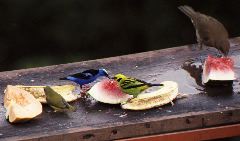 Emerald Tanager, Red-legged Honeycreeper, Clay-colored Robin, femal yellow-throated Euphonia?, Arenal