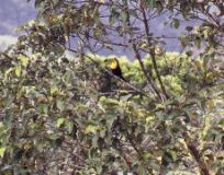 Keel-billed Toucan, Arenal