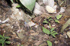 Coral Snake, Arenal