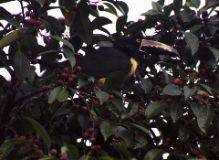 Collared Aracari, Arenal