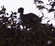 Crested Guan, Arenal