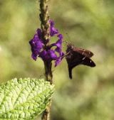 Butterfly at Flower, Arenal