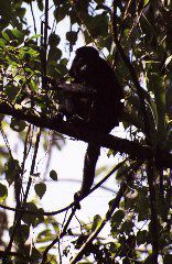 Howler Monkey, Arenal