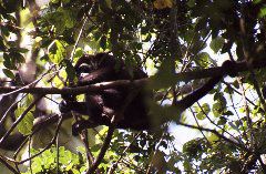 Howler Monkey, Arenal