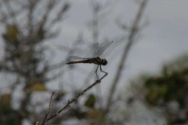 IMG_5747.JPG