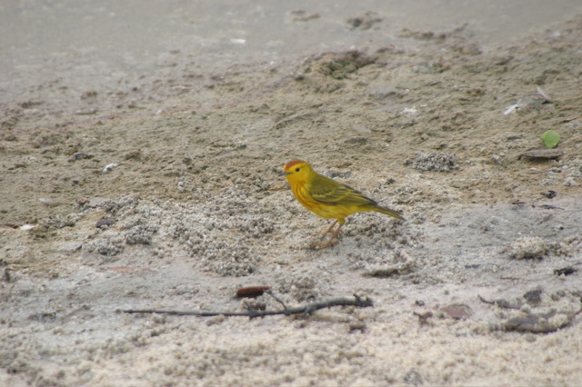 IMG_5516.JPG