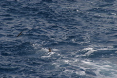 IMG_5907.JPG