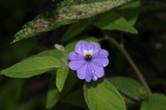 IMG_5978.JPG