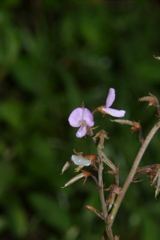 IMG_5980.JPG