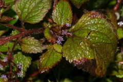 IMG_5987.JPG