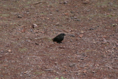 IMG_6036.JPG