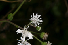 IMG_6042.JPG