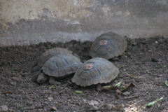 IMG_6066.JPG