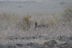 IMG_6222.JPG