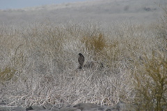IMG_6223.JPG