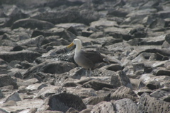 IMG_6239.JPG