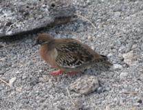 IMG_5269.JPG
