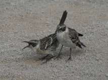 IMG_5285.JPG