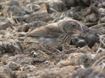 IMG_5349.JPG