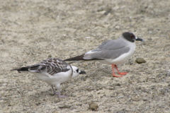 IMG_5443.JPG