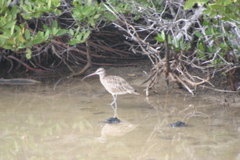 IMG_5504.JPG