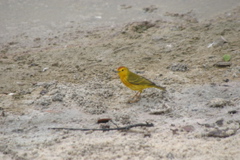 IMG_5516.JPG