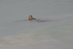 IMG_5563.JPG
