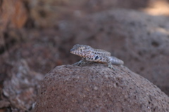 IMG_5603.JPG