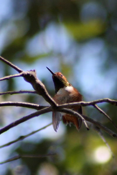Rufous Hummingbird