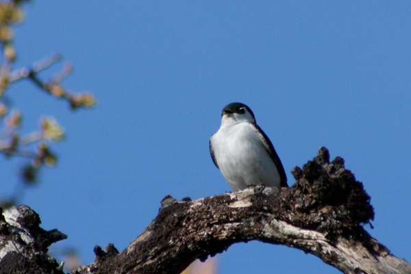 Violet-Green Swallow
