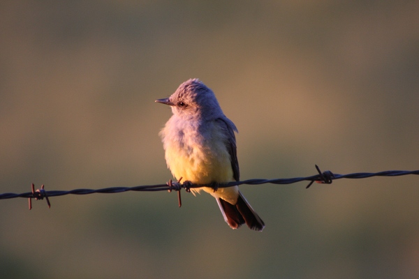 Western Kingbird